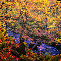 Buy canvas prints of Captivating Autumnal Beauty by Tim Hill