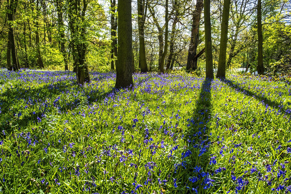 Enchanting Bluebell Wonderland Picture Board by Tim Hill