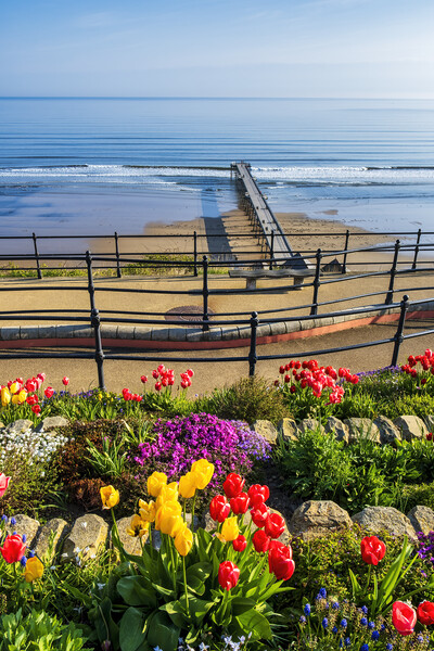 Spring Tulips at Saltburn by the sea Picture Board by Tim Hill