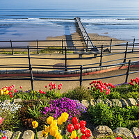 Buy canvas prints of Spring Tulips at Saltburn by the sea by Tim Hill
