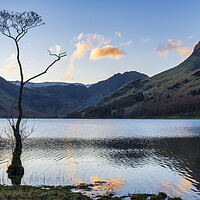 Buy canvas prints of Lone Tree, Buttermere, Cumbria by Tim Hill