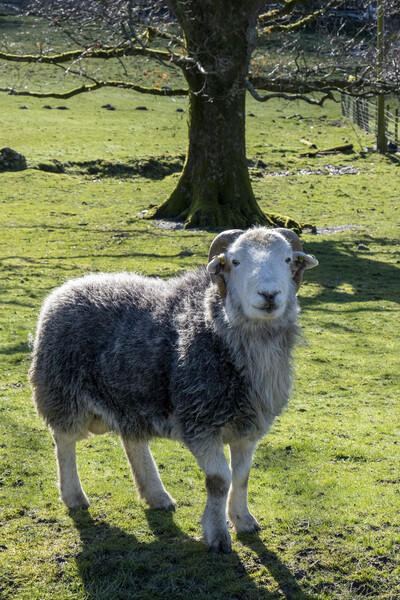 Herdwick Ram overlooking Buttermere Picture Board by Tim Hill