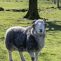 Buy canvas prints of Herdwick Ram overlooking Buttermere by Tim Hill