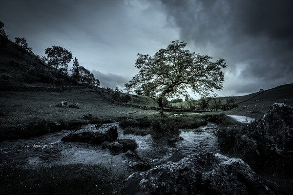 Lone Tree Malham Cove Picture Board by Tim Hill