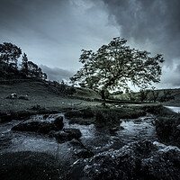 Buy canvas prints of Lone Tree Malham Cove by Tim Hill