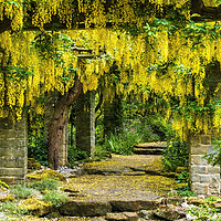 Buy canvas prints of Yellow Laburnum by Tim Hill