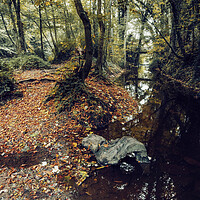 Buy canvas prints of Enchanting Autumn Woodland Wonderland by Tim Hill