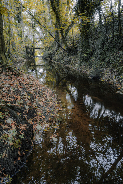 Knaresborough Woodland in Autumn Picture Board by Tim Hill