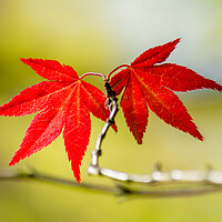 Buy canvas prints of Autumns Fiery Foliage by Tim Hill