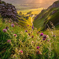 Buy canvas prints of A Sunrise of Purple Thistles by Tim Hill