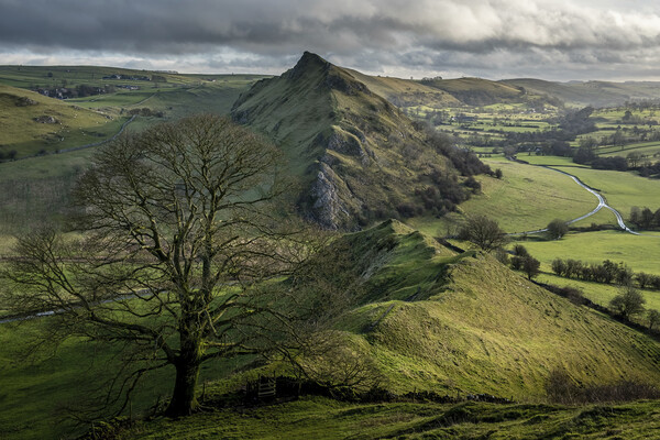 Chrome Hill Lone Tree ~ Derbyshire Peak District Picture Board by Tim Hill