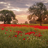 Buy canvas prints of Ackworth Poppy Field, West Yorkshire by Tim Hill