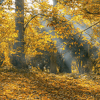 Buy canvas prints of Golden Autumn Woods by Tim Hill