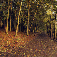 Buy canvas prints of Autumn Woodland Newmillerdam Wakefield by Tim Hill