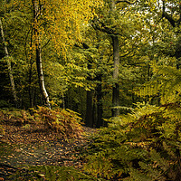 Buy canvas prints of Serene Autumn Woodland Scene by Tim Hill