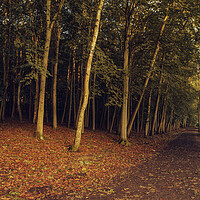 Buy canvas prints of Enchanting Autumn Woodland Wonderland by Tim Hill
