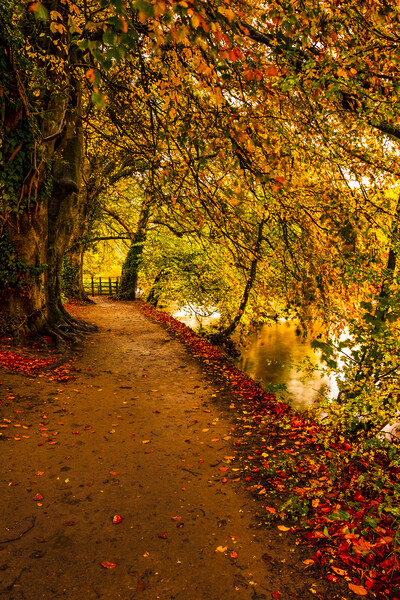 Serene Autumnal Walk Picture Board by Tim Hill