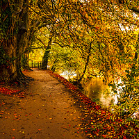 Buy canvas prints of Serene Autumnal Walk by Tim Hill