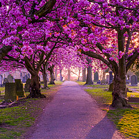 Buy canvas prints of Cherry Blossom Archway Normanton, West Yorkshire by Tim Hill