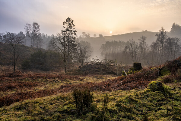 Misty Sunrise Over Tarn Hows Picture Board by Tim Hill