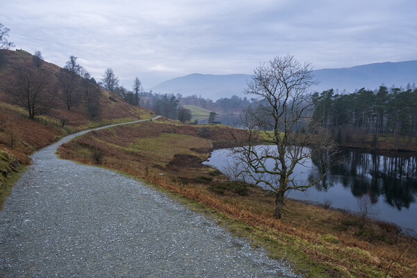 Tarn Hows Lake District Picture Board by Tim Hill