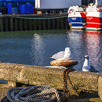 Buy canvas prints of Sunkissed Seagulls by Tim Hill