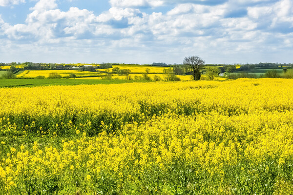 Golden Fields of Purston Picture Board by Tim Hill