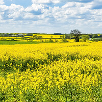 Buy canvas prints of Golden Fields of Purston by Tim Hill
