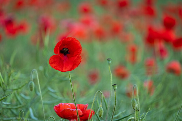 Red Poppy Field Picture Board by Tim Hill