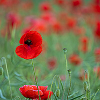 Buy canvas prints of Red Poppy Field by Tim Hill