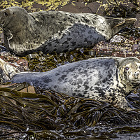 Buy canvas prints of Majestic Bull Grey Seal Basking by Tim Hill