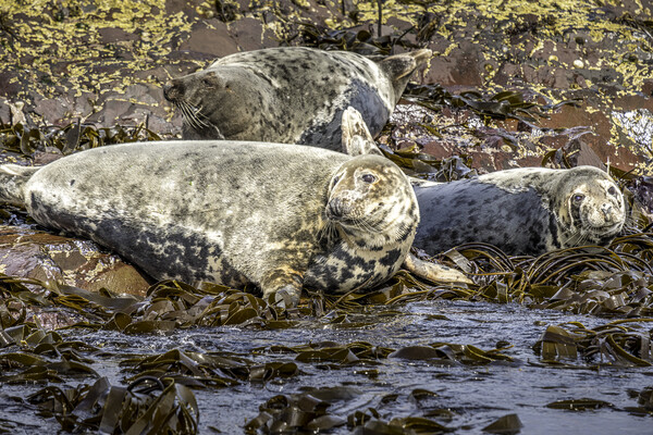 Grey Seal Farne Islands Picture Board by Tim Hill