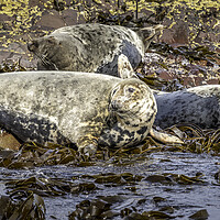 Buy canvas prints of Grey Seal Farne Islands by Tim Hill