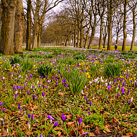 Buy canvas prints of Crocuses at Leeds by Tim Hill