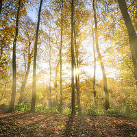 Buy canvas prints of Sunrise through Trees Wakefield by Tim Hill