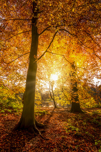 Golden Autumn Sunrise Picture Board by Tim Hill