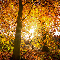 Buy canvas prints of Golden Autumn Sunrise by Tim Hill