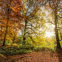 Buy canvas prints of Autumn Sunrise Wakefield by Tim Hill