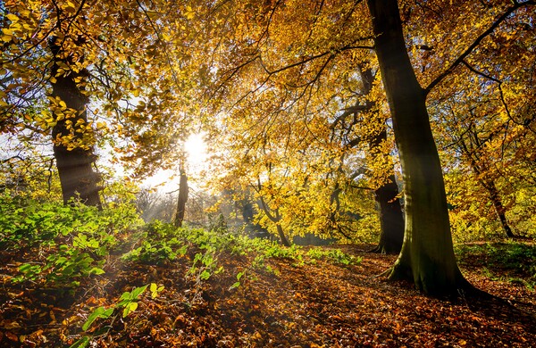 Autumn Sunrise Wakefield Picture Board by Tim Hill