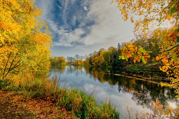 Golden Foliage Reflected on Wakefield Lake Picture Board by Tim Hill