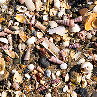 Buy canvas prints of Broken seashells by Tim Hill