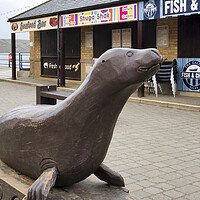 Buy canvas prints of Bonzo the Seal at Filey by Tim Hill