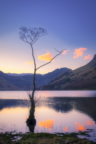 Lone Tree Buttermere Picture Board by Tim Hill