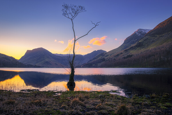 Lone Tree Buttermere Picture Board by Tim Hill