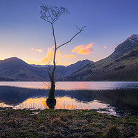 Buy canvas prints of Lone Tree Buttermere by Tim Hill