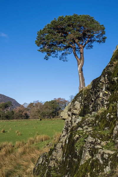 Tree on a rock Lake District Cumbria Picture Board by Tim Hill