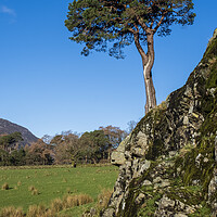 Buy canvas prints of Tree on a rock Lake District Cumbria by Tim Hill