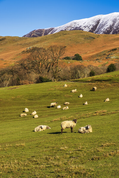 Buttermere Sheep Picture Board by Tim Hill
