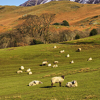 Buy canvas prints of Buttermere Sheep by Tim Hill