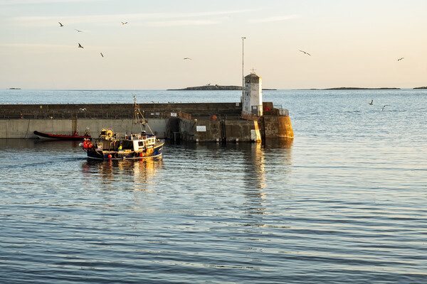 Seahouses Harbour Fishing Boat Picture Board by Tim Hill